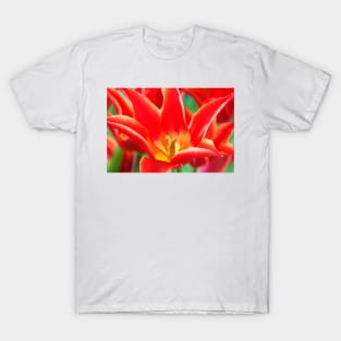 Tulipa  &#39;Aladdin&#39;   Lily-flowered Group Tulip T-Shirt